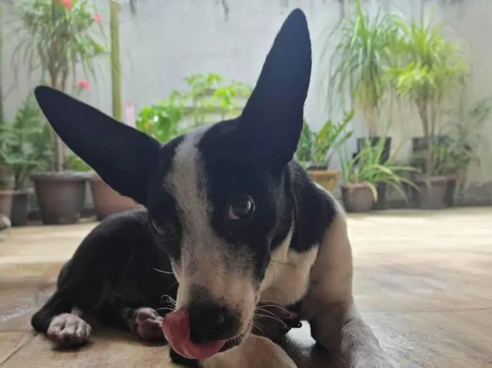 Cachorro ra a SRD-ViraLata idade 2 a 6 meses nome Elora 