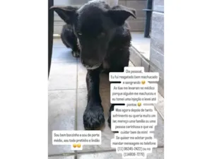 Cachorro raça SRD-ViraLata idade 4 anos nome Lobo (resgatado)
