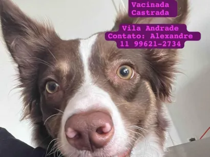 Cachorro raça Labrador idade 2 anos nome Vik