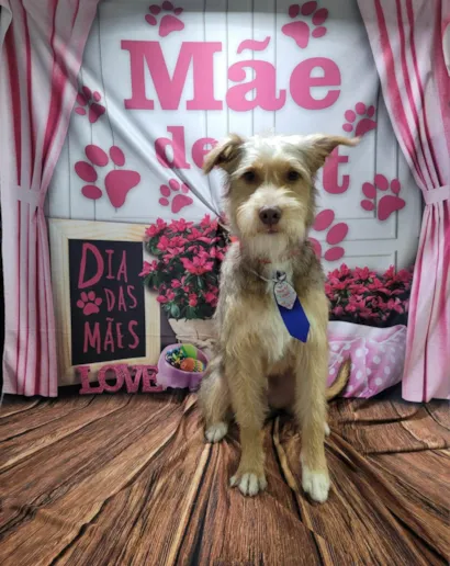 Cachorro raça SRD-ViraLata idade 1 ano nome caputino
