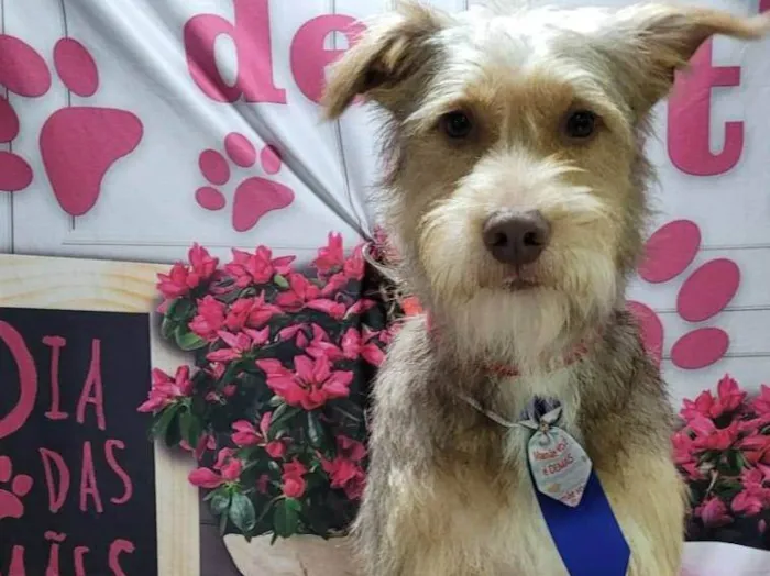 Cachorro ra a SRD-ViraLata idade 1 ano nome caputino