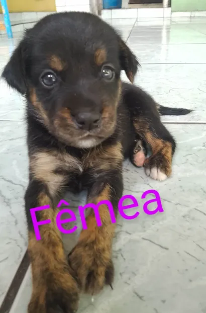 Cachorro raça SRD-ViraLata idade Abaixo de 2 meses nome Adoção Responsável 