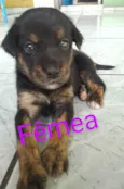 Adoção Responsável
