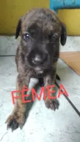 Adoção Responsável