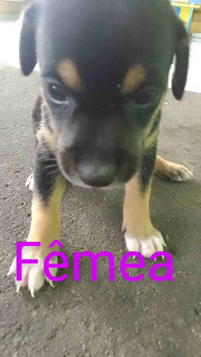 Cachorro ra a SRD-ViraLata idade Abaixo de 2 meses nome Adoção Responsável 