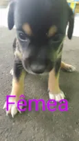 Adoção Responsável