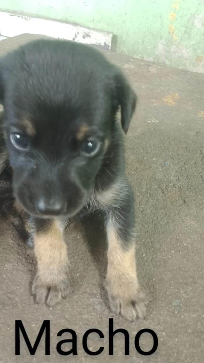 Cachorro ra a SRD-ViraLata idade Abaixo de 2 meses nome Adoção Responsável 