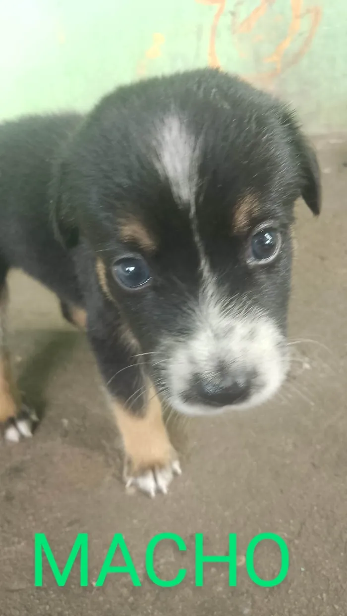 Cachorro ra a SRD-ViraLata idade Abaixo de 2 meses nome Adoção Responsável 