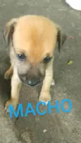 Adoção Responsável