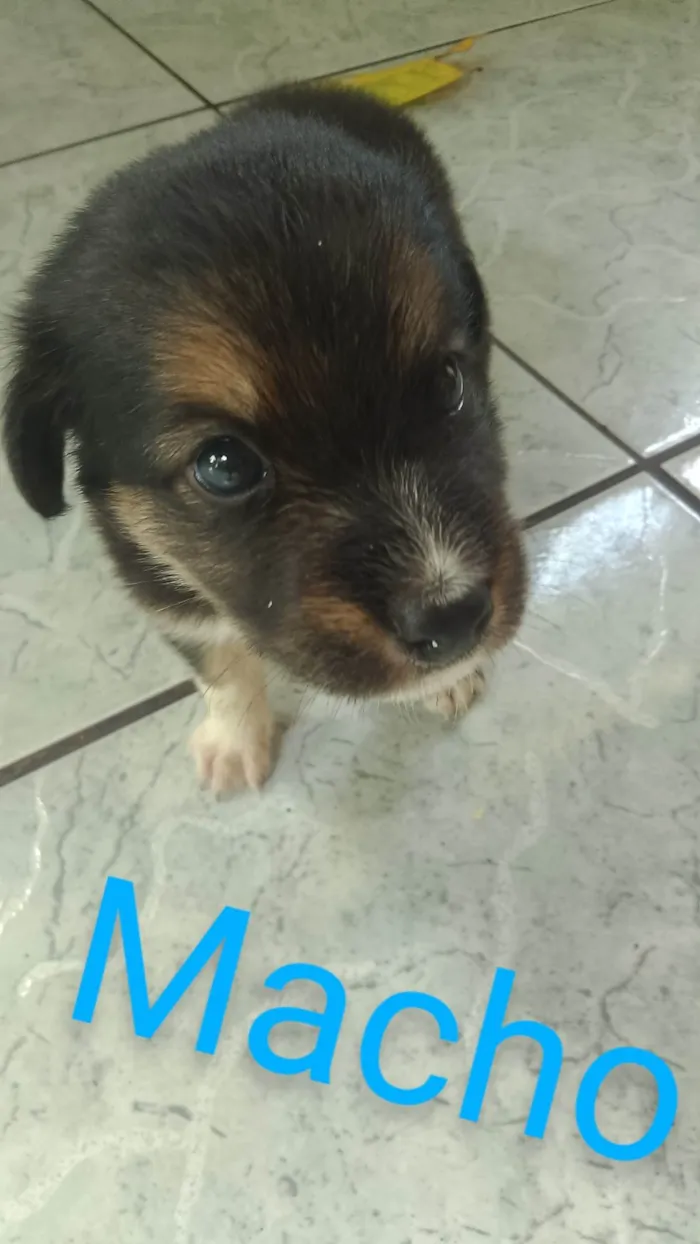 Cachorro ra a SRD-ViraLata idade Abaixo de 2 meses nome Adoção Responsável 