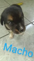 Adoção Responsável