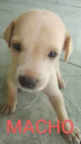 Adoção Responsável