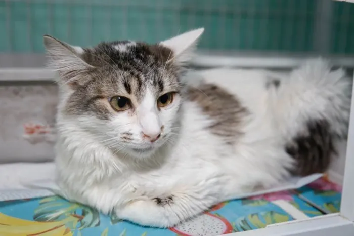 Gato ra a SRD-ViraLata idade 3 anos nome Briana
