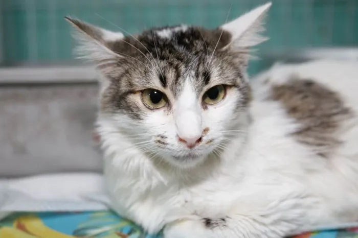 Gato ra a SRD-ViraLata idade 3 anos nome Briana