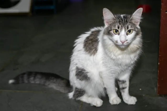 Gato ra a SRD-ViraLata idade 3 anos nome Briana