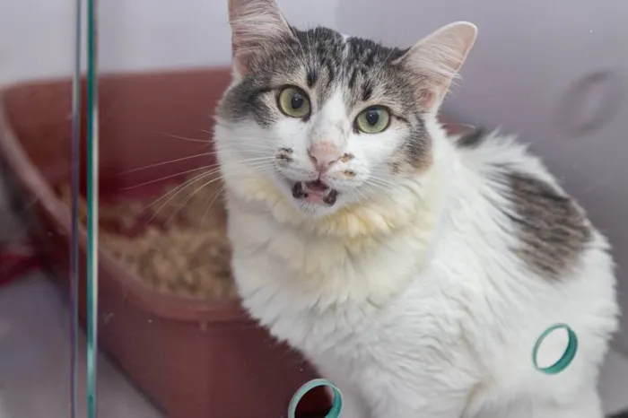 Gato ra a SRD-ViraLata idade 3 anos nome Briana