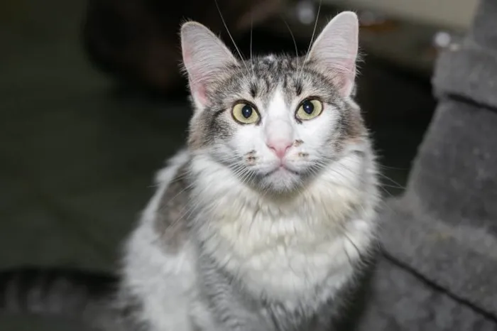 Gato ra a SRD-ViraLata idade 3 anos nome Briana
