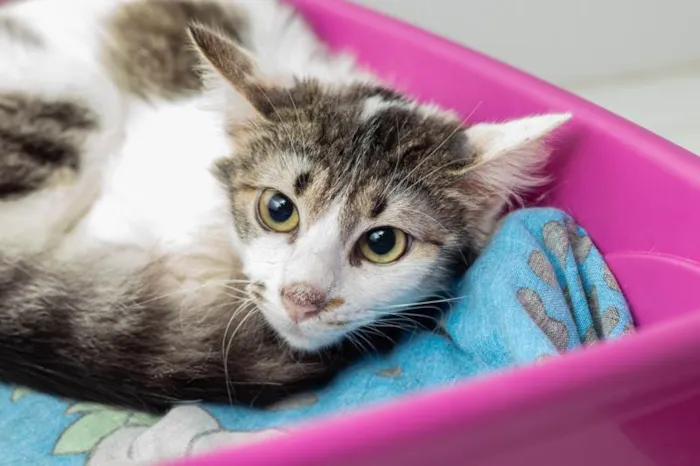 Gato ra a SRD-ViraLata idade 3 anos nome Briana
