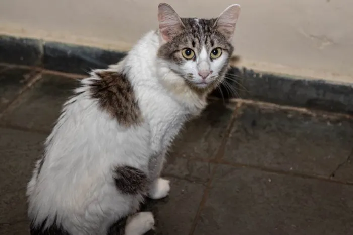 Gato ra a SRD-ViraLata idade 3 anos nome Briana
