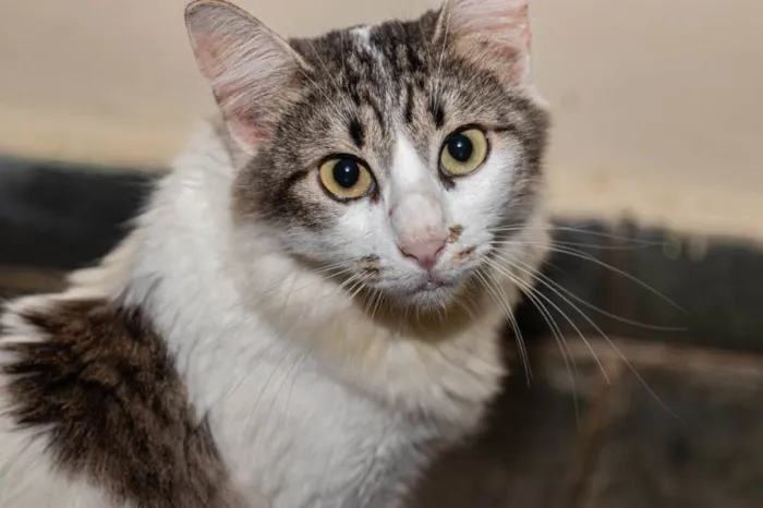 Gato ra a SRD-ViraLata idade 3 anos nome Briana