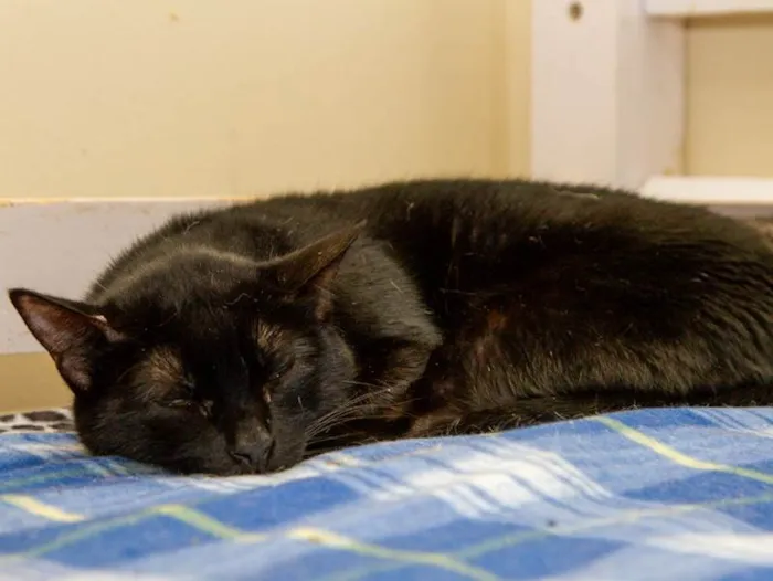Gato ra a SRD-ViraLata idade 4 anos nome Renatta