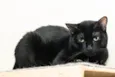 Renatta