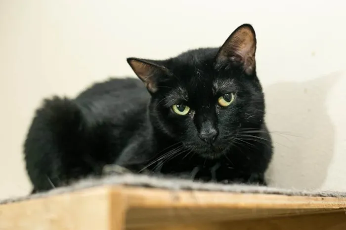 Gato ra a SRD-ViraLata idade 4 anos nome Renatta