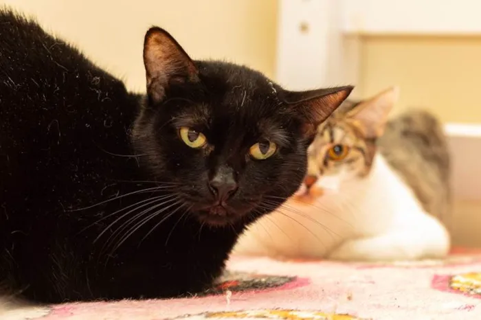 Gato ra a SRD-ViraLata idade 4 anos nome Renatta