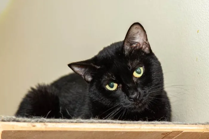 Gato ra a SRD-ViraLata idade 4 anos nome Renatta