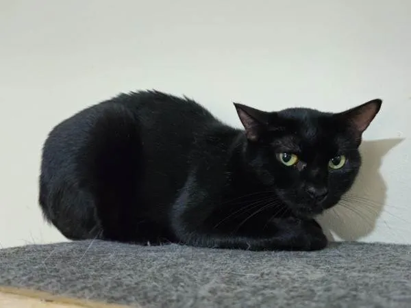 Gato ra a SRD-ViraLata idade 4 anos nome Renatta