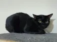 Renatta