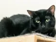 Renatta