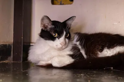 Gato raça SRD-ViraLata idade 2 anos nome Mauricio