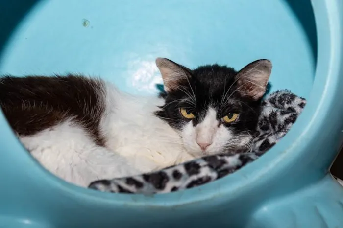 Gato ra a SRD-ViraLata idade 2 anos nome Mauricio