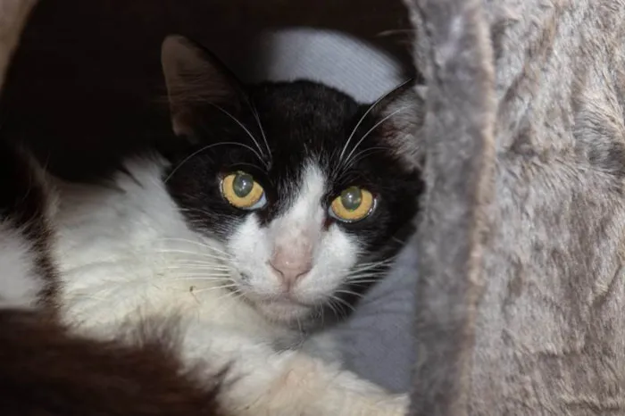 Gato ra a SRD-ViraLata idade 2 anos nome Mauricio