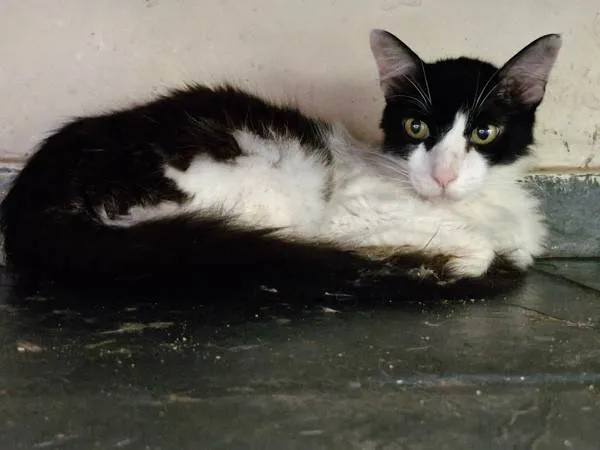 Gato ra a SRD-ViraLata idade 2 anos nome Mauricio