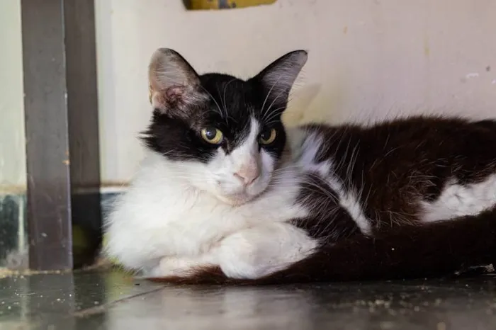 Gato ra a SRD-ViraLata idade 2 anos nome Mauricio