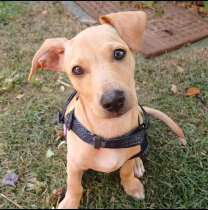 Cachorro ra a SRD-ViraLata idade 2 a 6 meses nome Paçoquinha