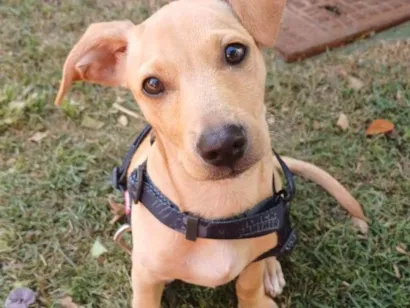 Cachorro raça SRD-ViraLata idade 2 a 6 meses nome Paçoquinha