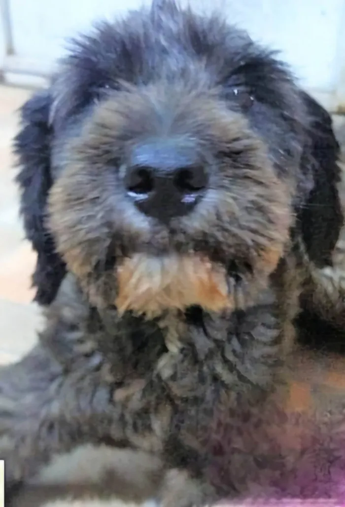 Cachorro ra a SRD-ViraLata idade 2 anos nome Karina