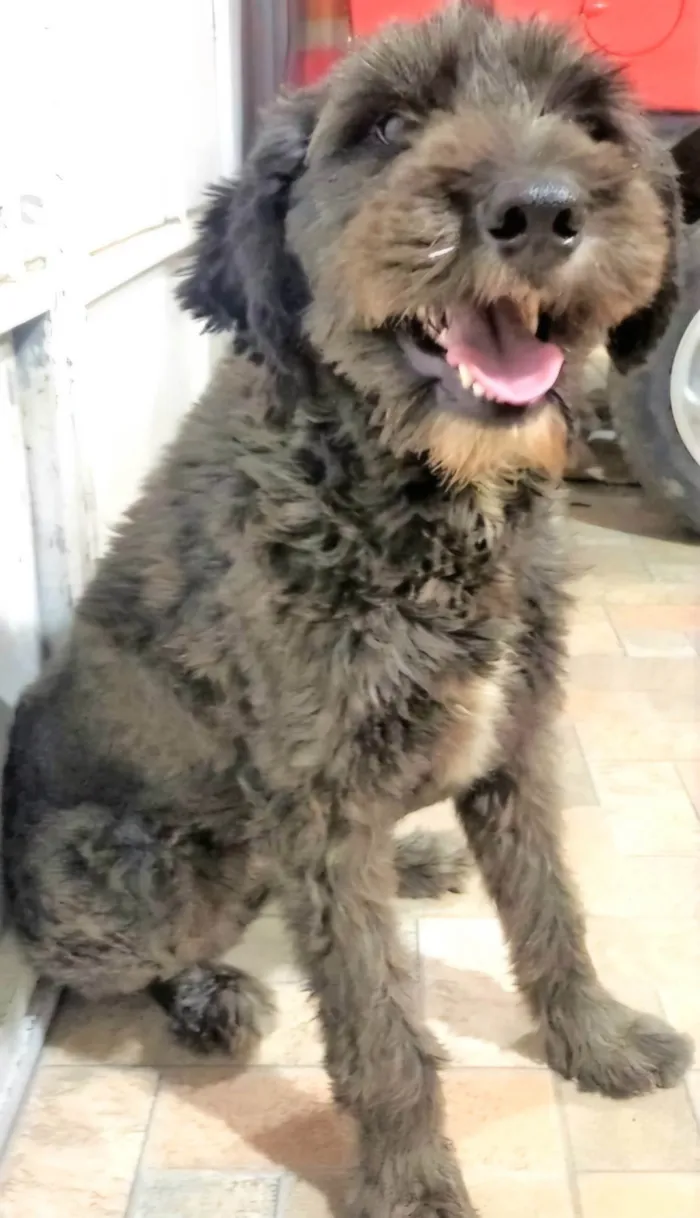 Cachorro ra a SRD-ViraLata idade 2 anos nome Karina