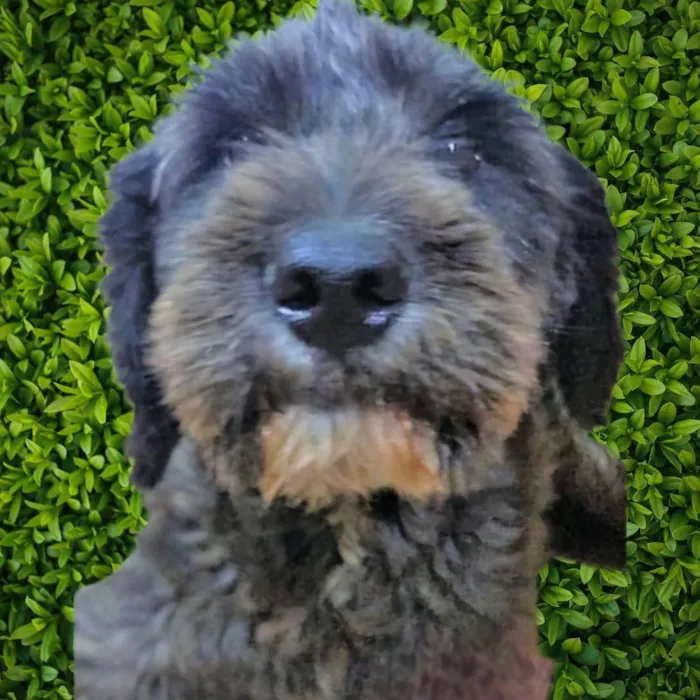 Cachorro ra a SRD-ViraLata idade 2 anos nome Karina
