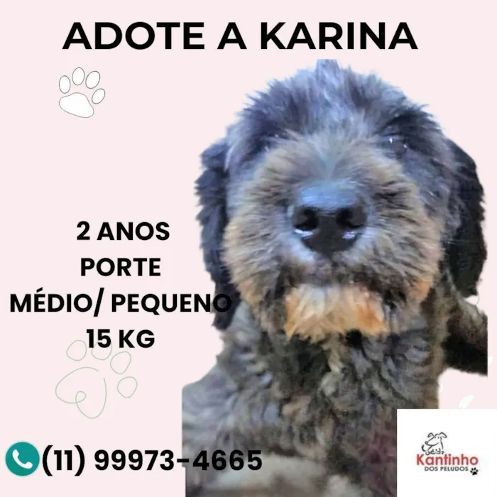 Cachorro ra a SRD-ViraLata idade 2 anos nome Karina