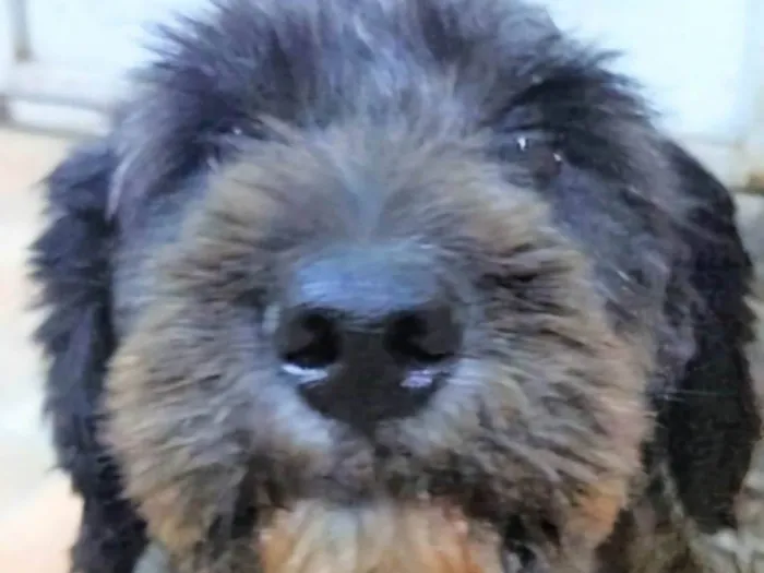 Cachorro ra a SRD-ViraLata idade 2 anos nome Karina