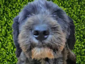 Cachorro raça SRD-ViraLata idade 2 anos nome Karina