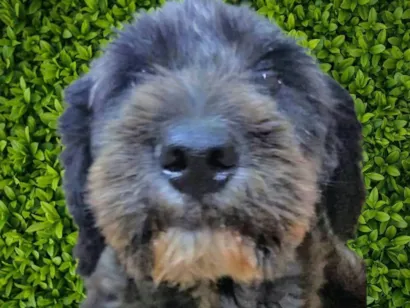 Cachorro raça SRD-ViraLata idade 2 anos nome Karina