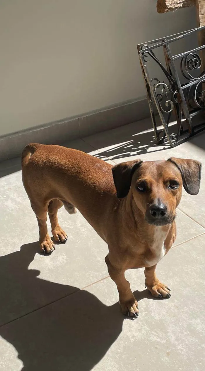 Cachorro ra a SRD-ViraLata idade 1 ano nome MARIA DA GRACA FIRMINO