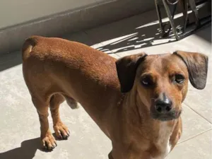 Cachorro raça SRD-ViraLata idade 1 ano nome MARIA DA GRACA FIRMINO