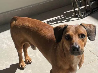 Cachorro raça SRD-ViraLata idade 1 ano nome MARIA DA GRACA FIRMINO