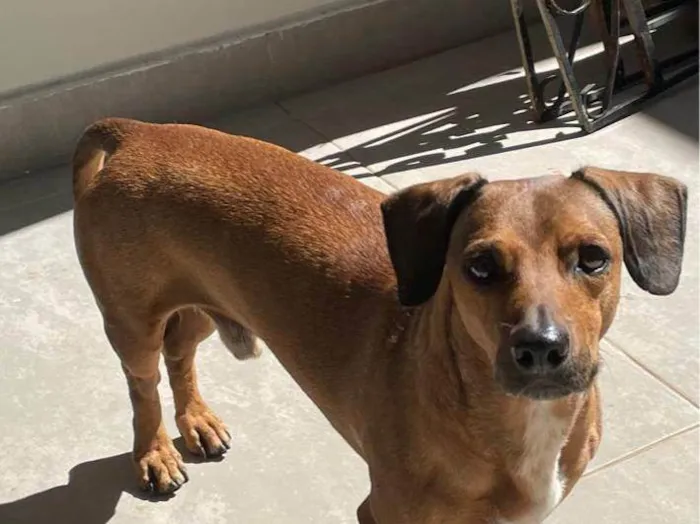 Cachorro ra a SRD-ViraLata idade 1 ano nome MARIA DA GRACA FIRMINO
